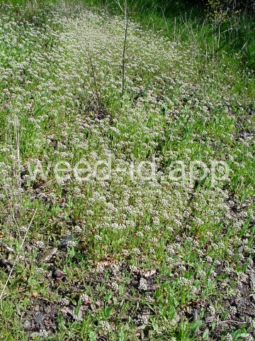 pennycress, thoroughwort